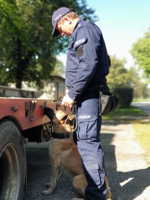 Indywidualna tresura psów służbowych w ZKP