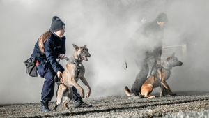 Psy w trakcie szkolenia
