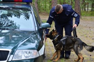 Przeszukanie pojazdu w celu odnalezienia zapachu narkotyków