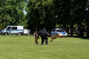 Ćwiczenia obrończe w wykorzystaniem dwóch psów w celu ujęcia niebezpiecznej osoby.