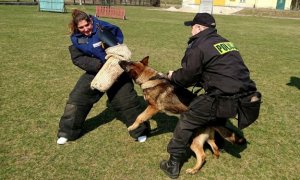 Rozgryzanie psa na rękawie ochronnym