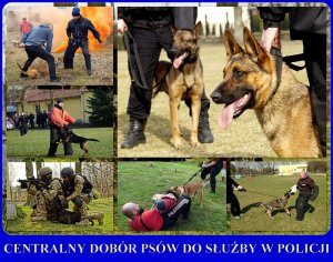 Centralny dobór psów do służby w Policji