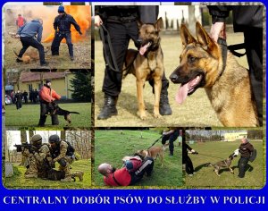 Centralny dobór psów do służby w Policji