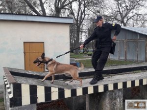 Policjanci w trakcie kursu specjalistycznego dla przewodników psów do wyszukiwania zapachów narkotyków. Zakład Kynologii Policyjnej w Sułkowicach.