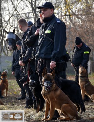 Zakład Kynologii Policyjnej -  ćwiczenia dotyczące „rozpraszania tłumu” z udziałem koni i psów służbowych oraz oddziałów zwartych.