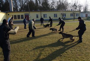 Zajęcia podczas 10-dniowych warsztatów doskonalących sprawność użytkową psów służbowych.