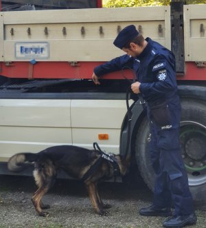 Indywidualna tresura psów służbowych w ZKP