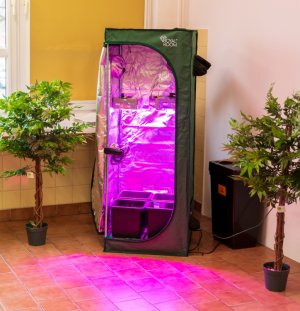 zestaw Growbox, widoczne światło LED oraz wiatrak mieszający, na dolnej części namiotu ustawione donice z ziemią i atrapami sadzonek, całość donic umieszczona w zestawie nawadniającym autopot. Wewnętrzna strona namiotu wyłożona aluminiową folią, odbijającą światło, co powoduje zwiększony dostęp światła do uprawianych roślin. Wokół namiotu atrapy marihuany. Po prawej stronie namiotu zbiornik – 47 litrów, z przeznaczeniem na zasilanie systemu autopot.
