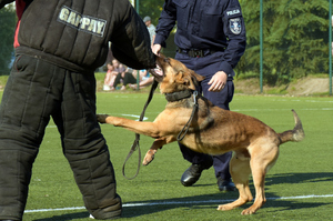 Policjanci podczas pokazu tresury psów na Dniach Chynowa