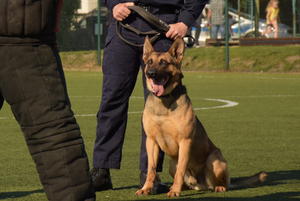 Policjanci podczas pokazu tresury psów na Dniach Chynowa