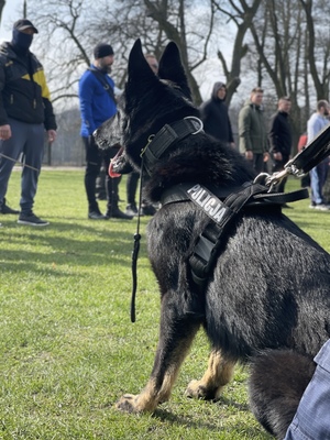 Policyjni pozoranci w trakcie ćwiczeń z psami służbowymi.
