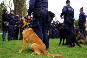 Uczniowie klasy mundurowej w trakcie zajęć z policjantami oraz w trakcie pokazu umiejętności psów służbowych.